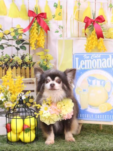 20240402チップくん